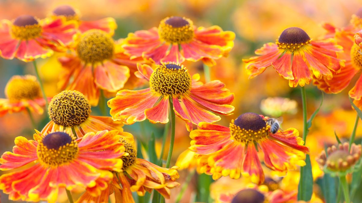 Do You Know the September Stagger? This Easy Late-Season Pruning Trick Will Transform Your Fall Borders