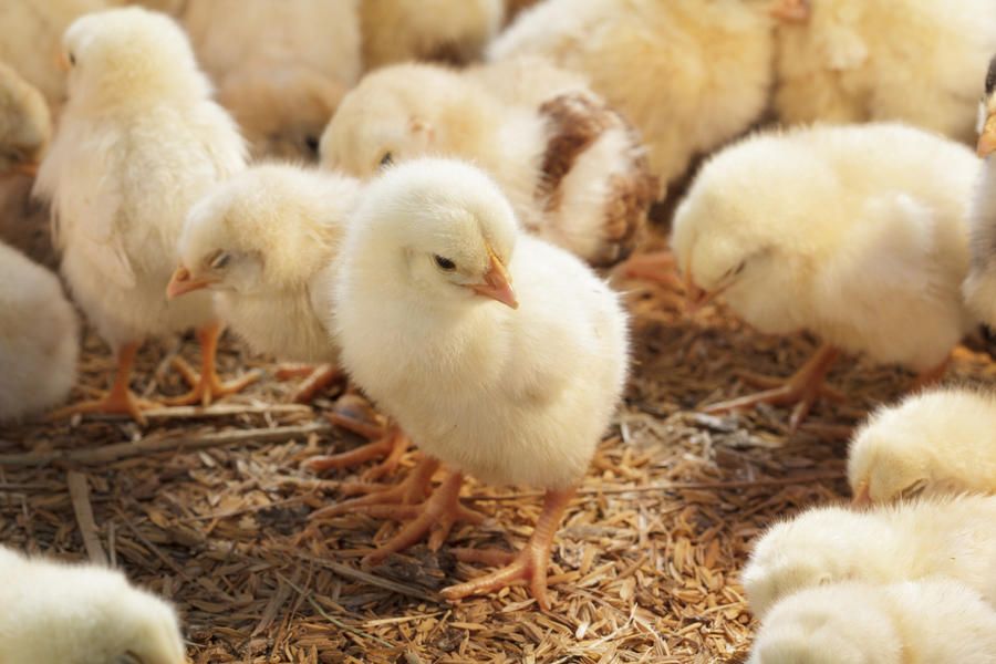 Man mails live baby chicks to ex-girlfriend to make a punny point