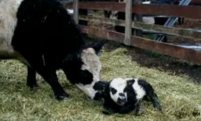 Chris Jessen already had a few panda cows on his Colorado farm and one gave birth to a panda calf.