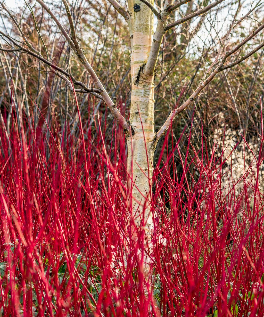 Gardening expert reveals her favorite plant for garden color all year