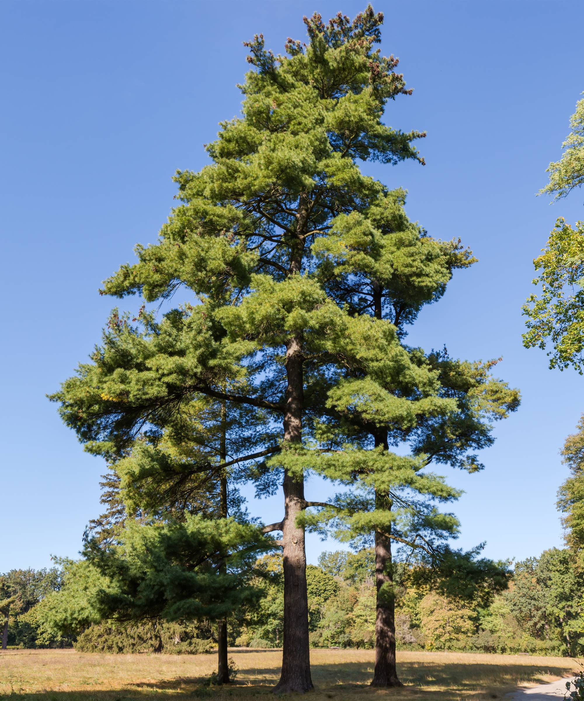 Eastern white pine trees