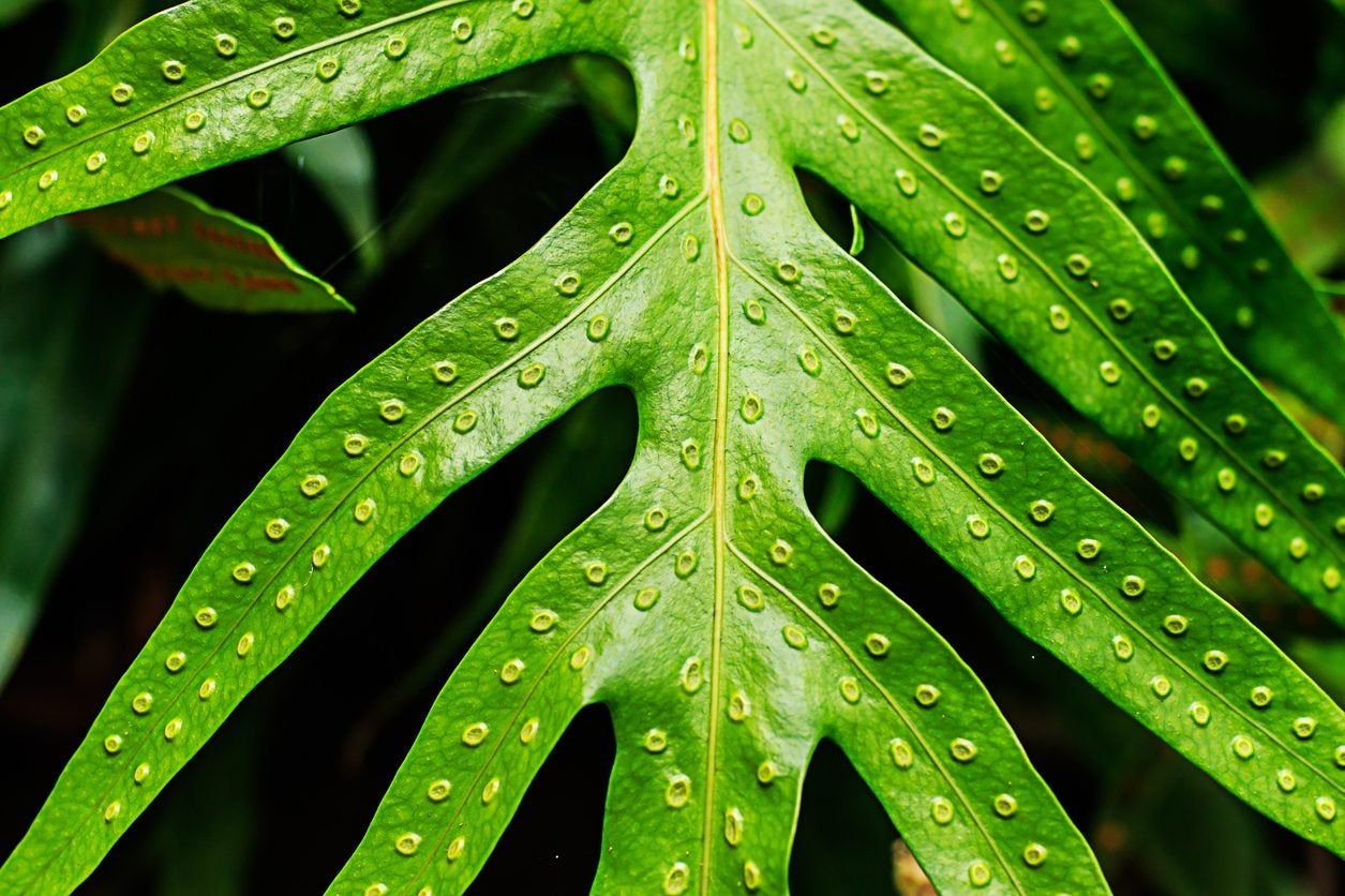 staghron fern spores