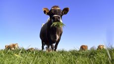 A cow eating grass in a field
