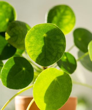 Macro shot of Pilea peperomioides plant in terracotta pot, green leaves covered with water droplets