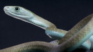 A closeup of a black mamba, with pale blue underside and brown top.
