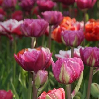 mixed tulips 