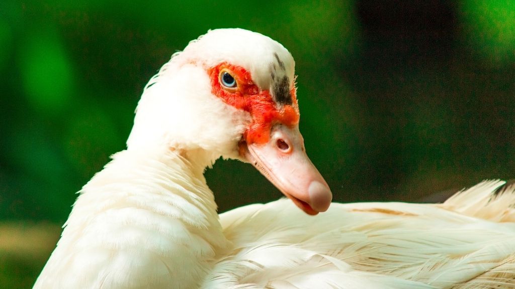 close up of a Muscovy duck&#039;s face