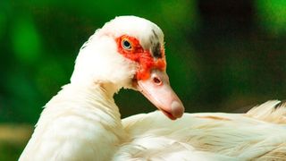 close up of a Muscovy duck's face