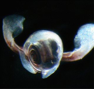 A sea butterfly (<em>L. helicina</em>) from the Lazarev Sea, Antarctica.