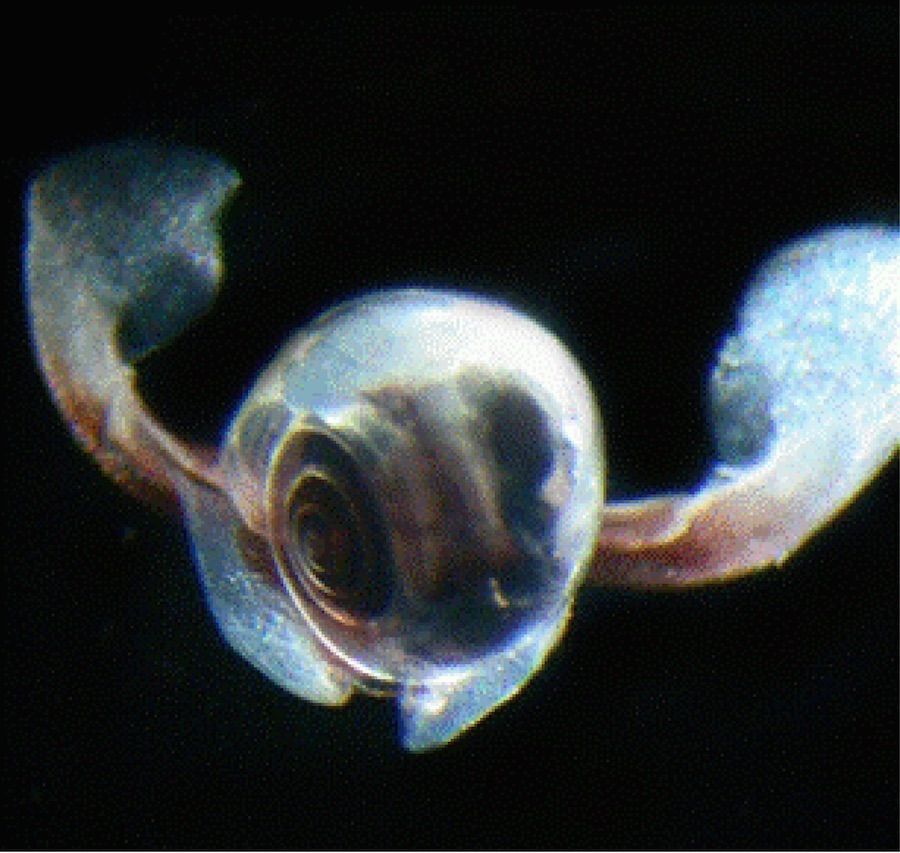 A sea butterfly (&lt;em&gt;L. helicina&lt;/em&gt;) from the Lazarev Sea, Antarctica.