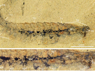 A newfound Alalcomenaeus fossil from the western U.S. contains remnants of a nervous system (black stain). 