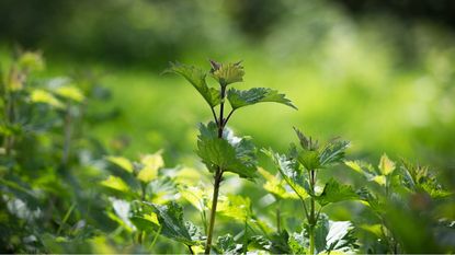 Does vinegar kill weeds