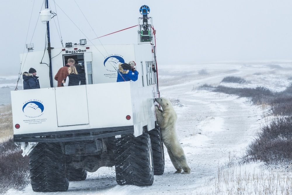 polar bear near tundra buggy