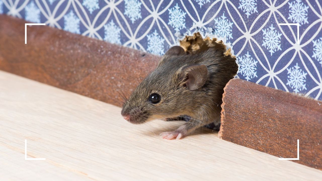  picture of mouse emerging from hole in wall to support a pest control guide on how to keep mice out of your house