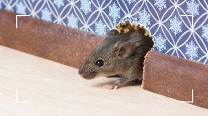  picture of mouse emerging from hole in wall to support a pest control guide on how to keep mice out of your house