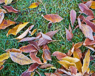 frozen leaves on lawn