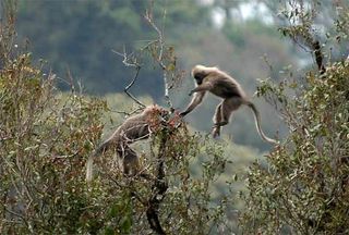 The kipunji monkey is found only in the Southern Highlands of Tanzania.