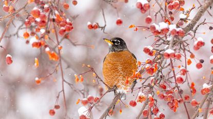 american robin perched on tree filled with berries in winter