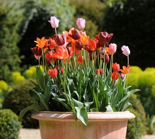 Tulips in a pot in an English garden UK