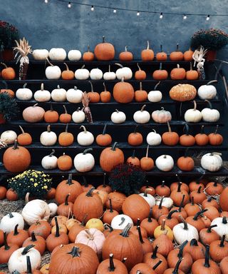 A multitude of pumpkins on display in a market on shelves and the floor