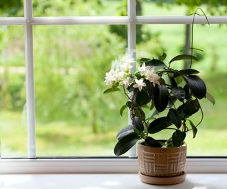potted jasmine on windowsill