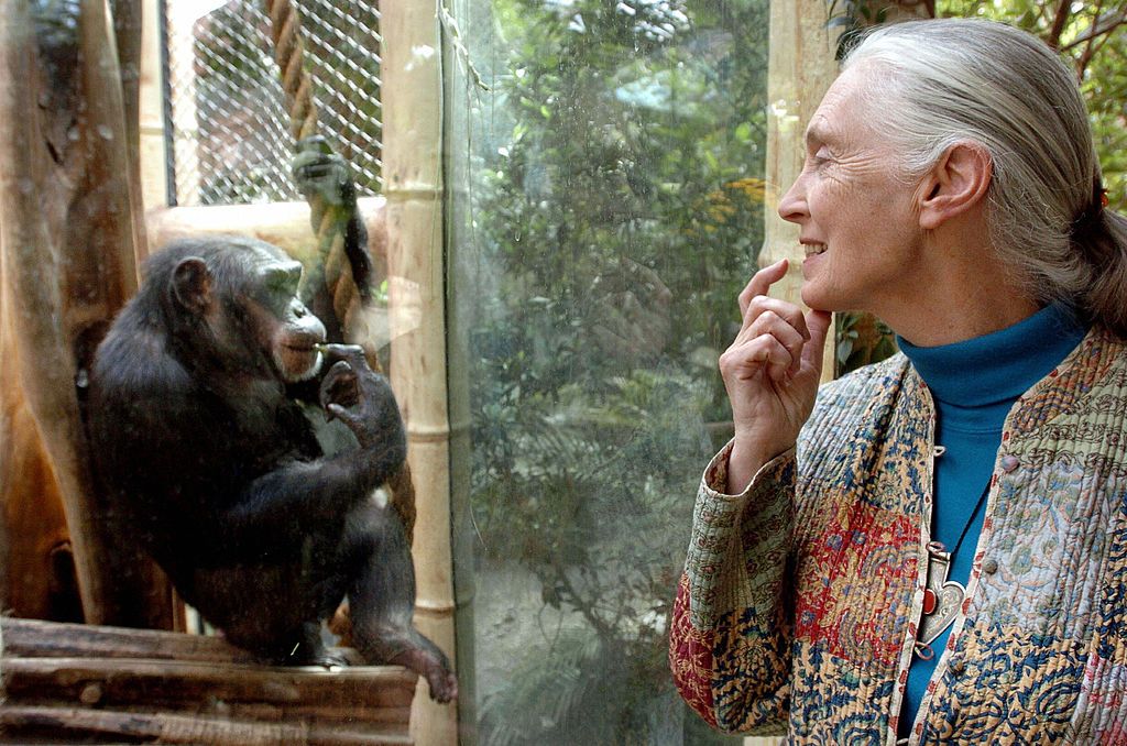 Jane Goodall with a chimpanzee