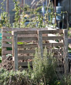 A pallet compost bin in an allotment