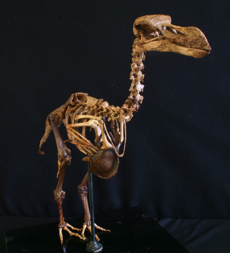 In Photos: The Famous Flightless Dodo Bird | Live Science