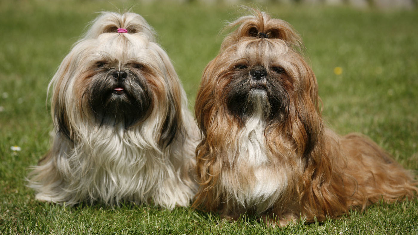 Smallest dog breeds: a pair of Shih Tzus