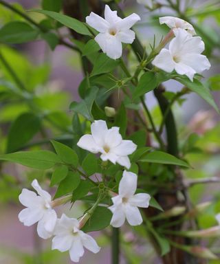 common white jasmine (Jasminum officinale) in flower