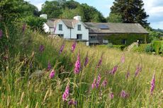 The lower meadow is scythed annually, whereas the upper meadow is not cut at all. Lower Crag, Cumbria. Credit: Val Corbett for Country Life