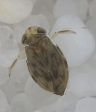 The water boatman (Micronecta scholtzi), above, is only 0.8 inches (2 mm) long but is the loudest animal ever to be recorded, relative to its body size, outperforming all marine and terrestrial species.