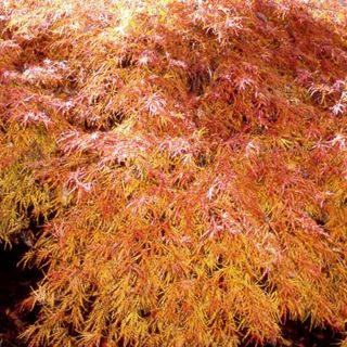 japanese maple tree