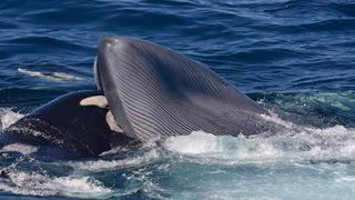 A female orca bites the tongue of a still-living blue whale.