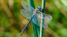 blue dragonfly