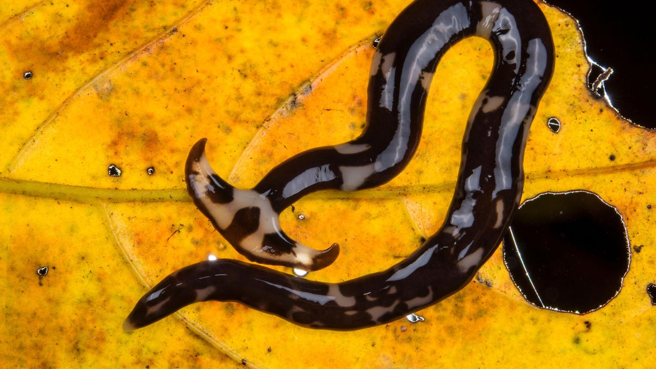 black hammerhead flatworm