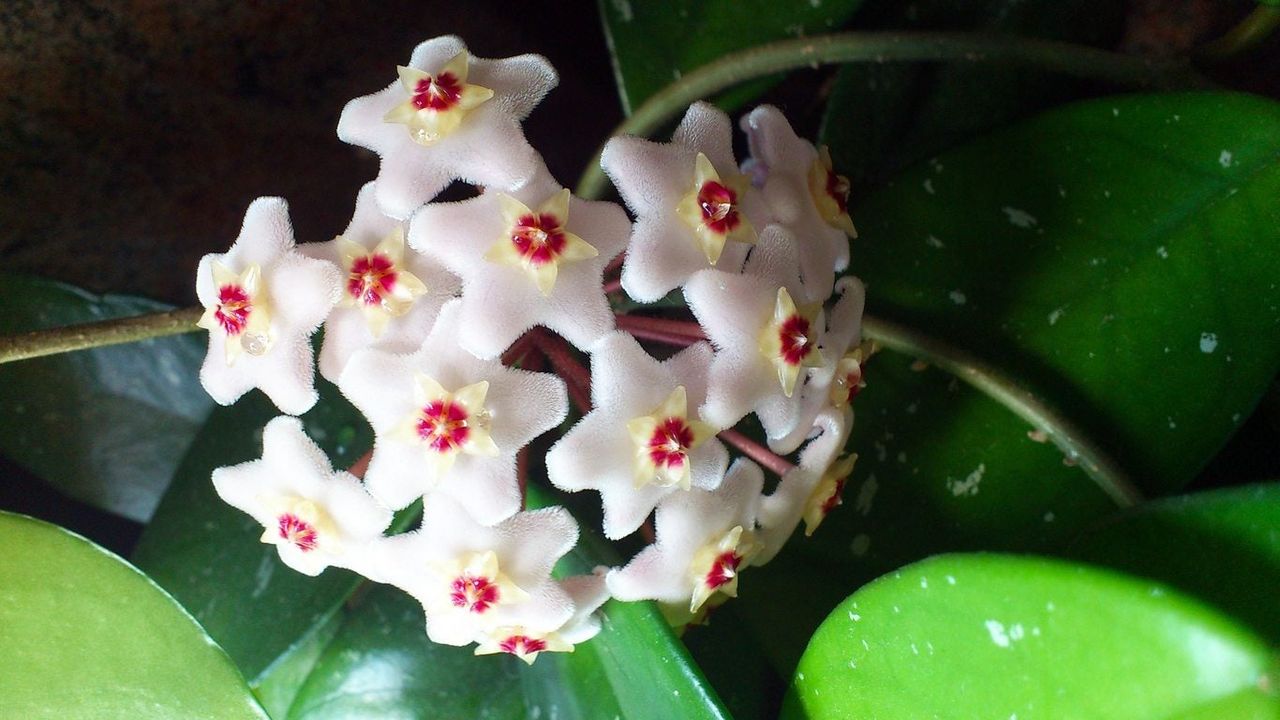 hoya flower