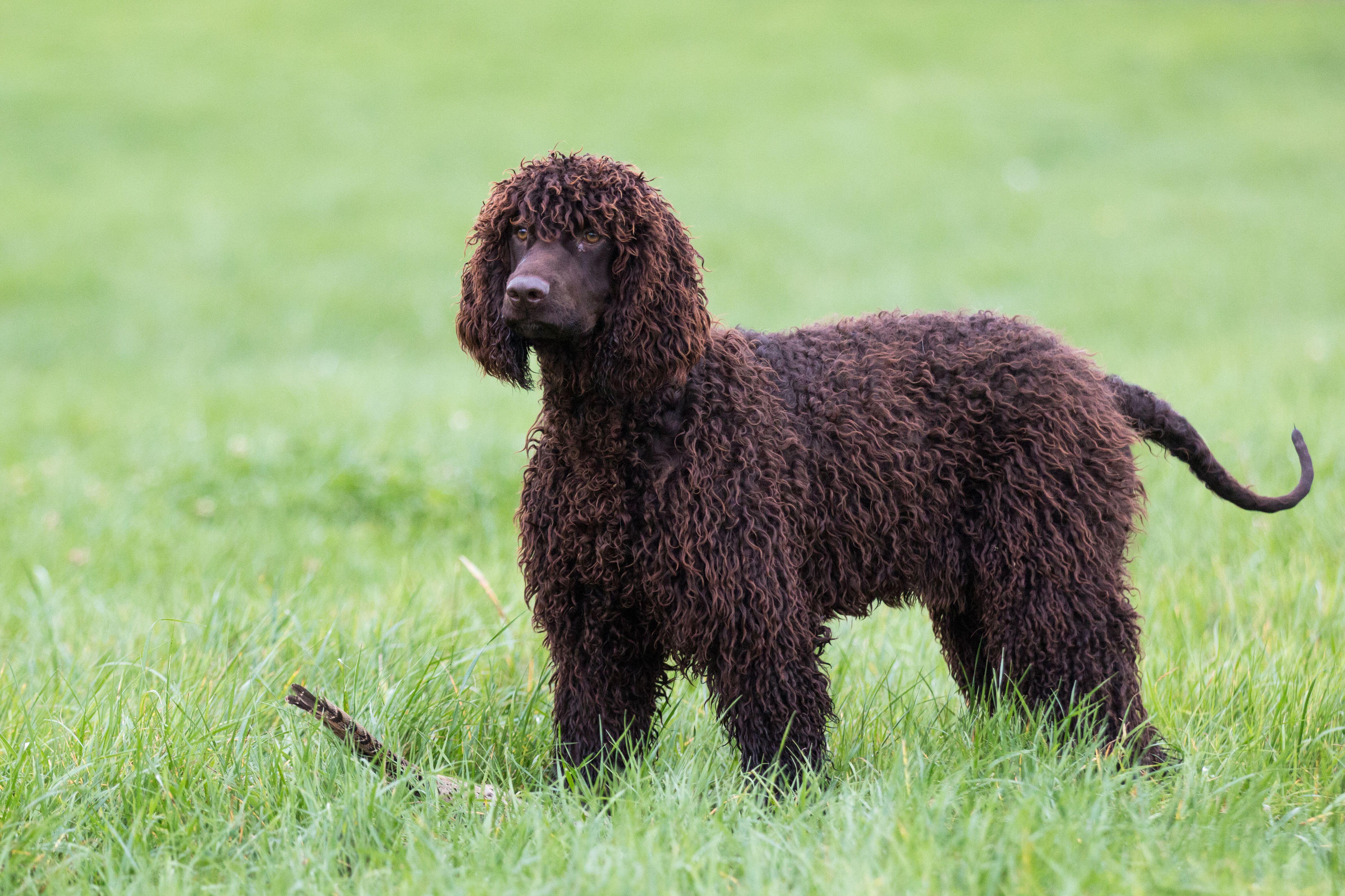 Irish water spaniels