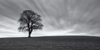 Black and white photo of isolated tree