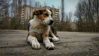 Stray dog in Pripyat following Chernobyl disaster