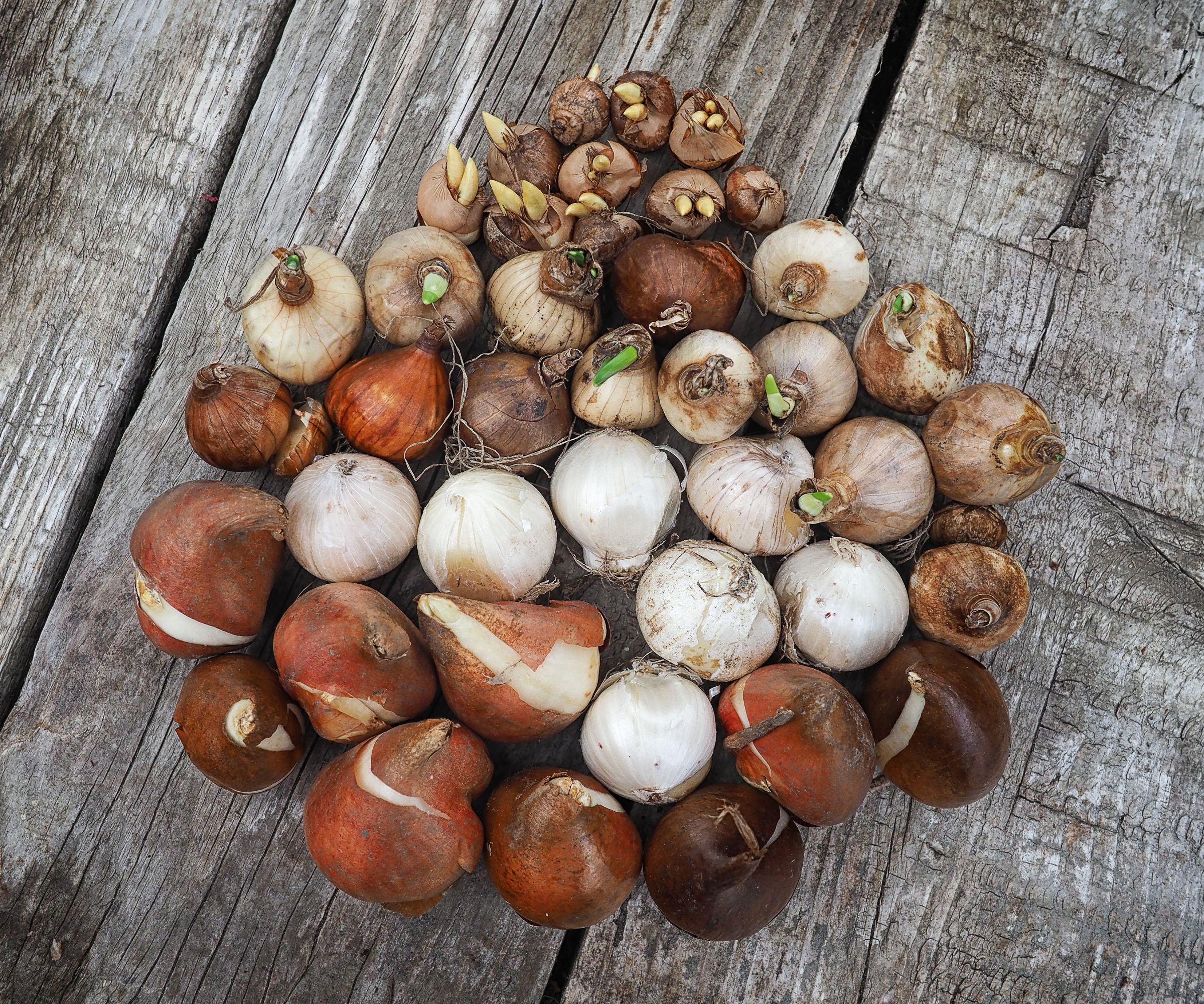A selection of tulip. narcissus, allium and crocus bulbs set out in a &#039;bulb&#039; shape on a wooden shelf in the greenhouse.