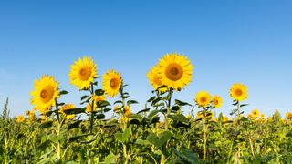 sunflower field