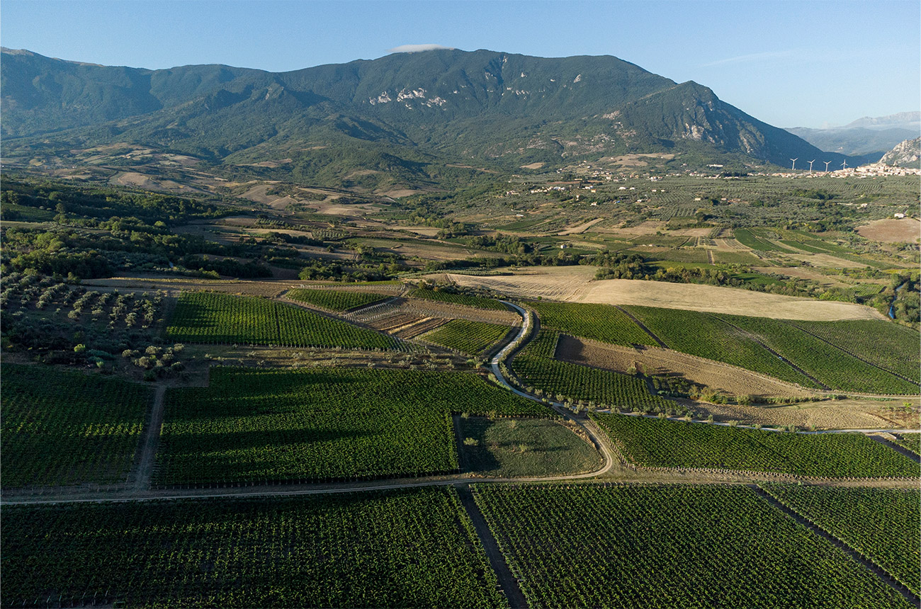 The vineyards of Abruzzo