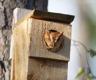 A screech owl in a bird house