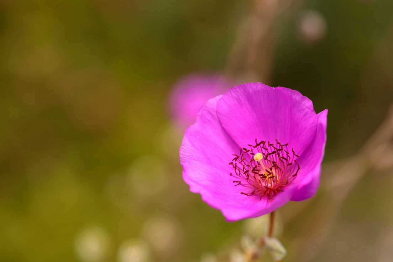 Rock purslane