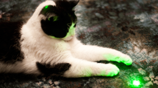 Black and white cat staring at a green laser on the floor | why do cats chase lasers?