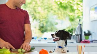 Dog owner chopping cucumber, watched by dog 