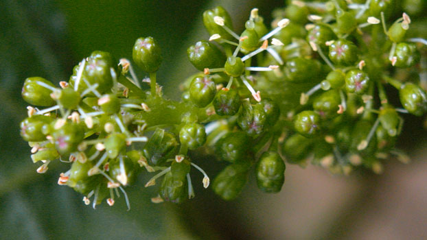 Burgundy, vineyard flowering