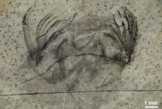 spiny cambrian worm