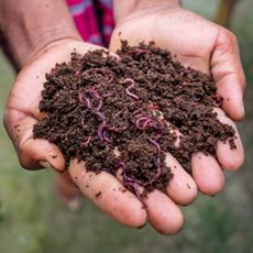 Gardener holds compost in hands containing red wriggler worms